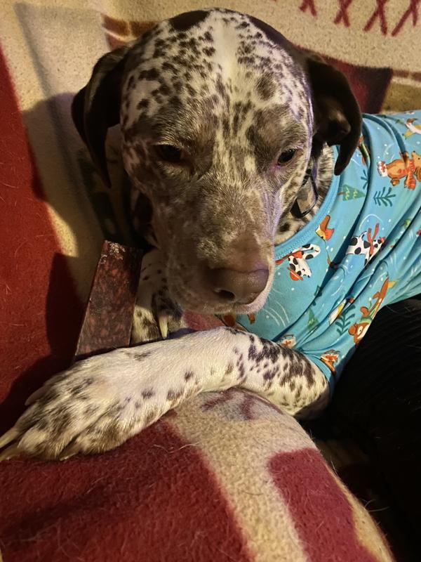 Jackson enjoying his treats!