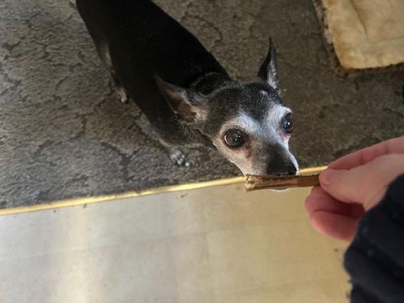 Stella sniffing the Raw Paws Small Stick
