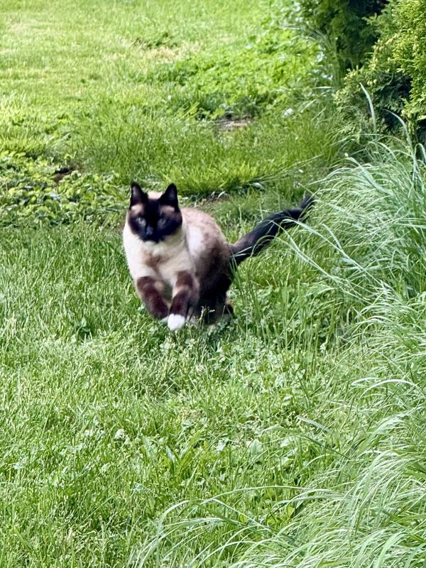 He is pretty quick as a tripawd!