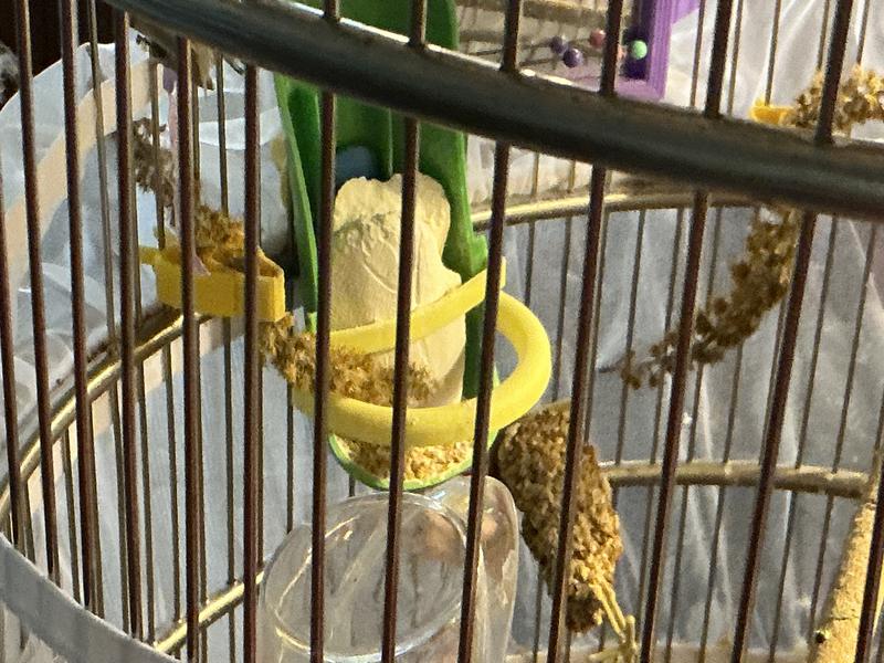 Sure helps their beaks!