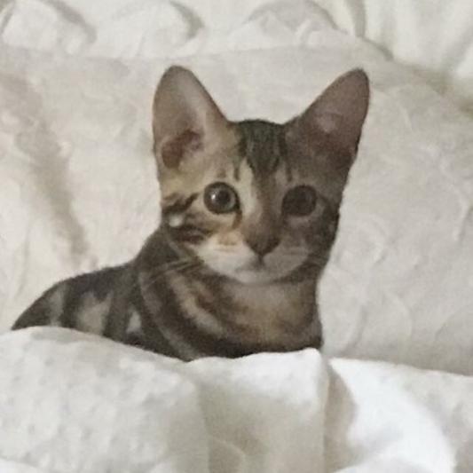 Mia Stella