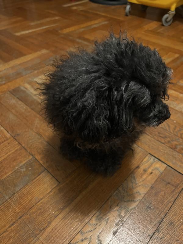 This is Majesty her coat is thick but soft never shinny.💕