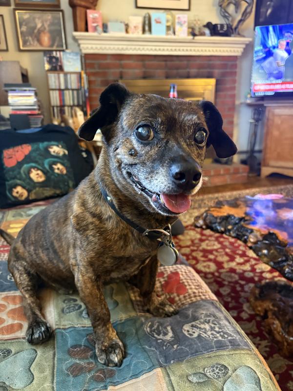 Riley is my happy Dachshund/Jack Russel pup. He will be 15 in 10 days!