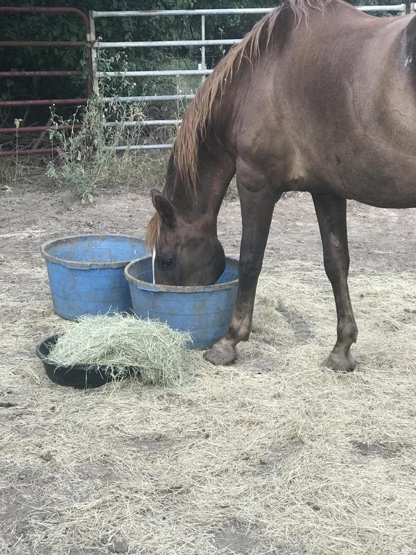 30yr mare with scuffs and scratches…..