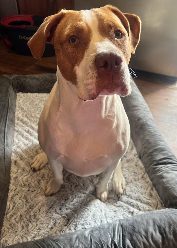 He’s ready for his treat lol