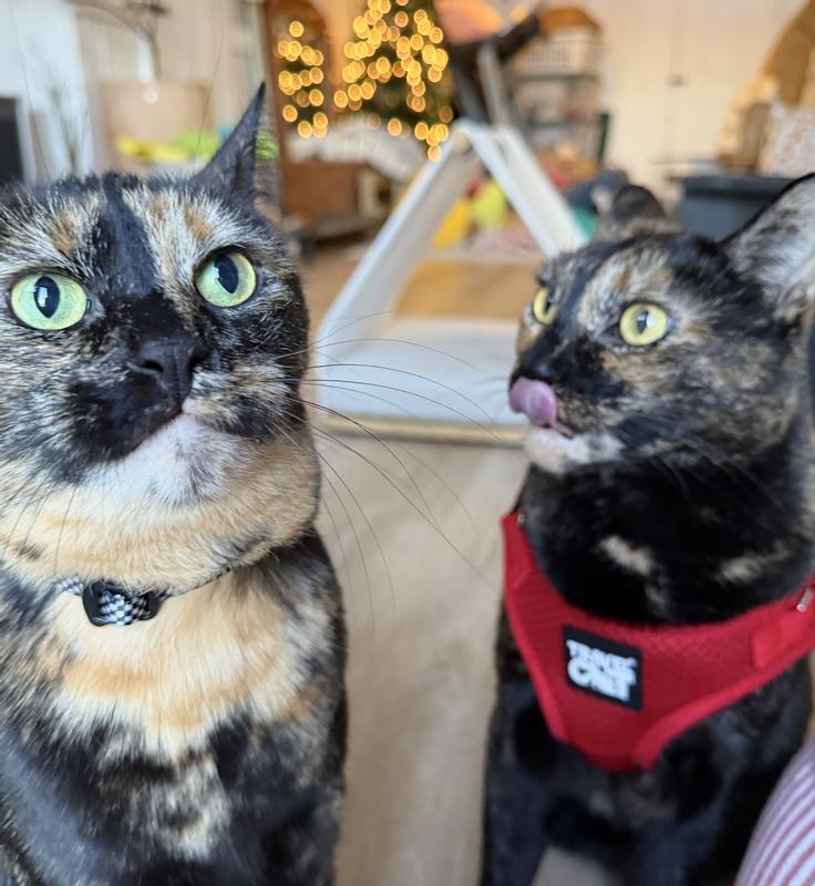 They're both so comfortable in their harnesses!