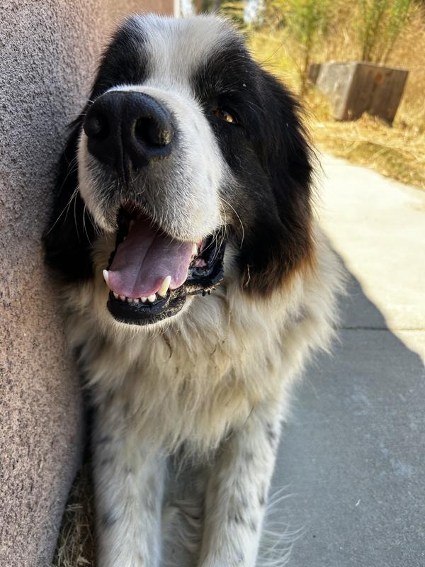 Fez the Great Pyrenees