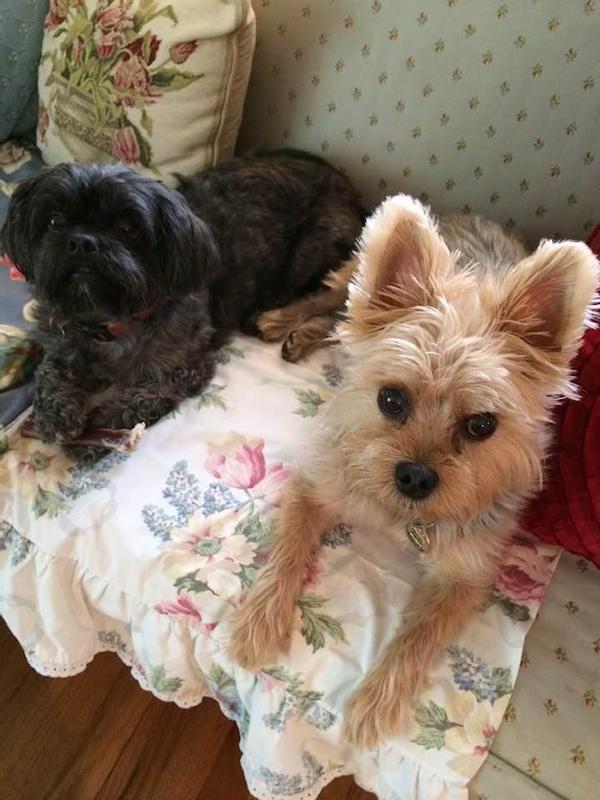 They absolutely loved the mix with ground turkey. Never missed a meal!