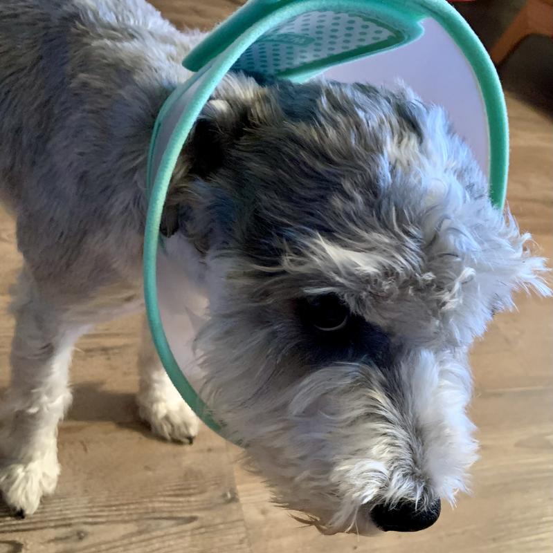 Half-collar fit Miniature Schnauzer, too!