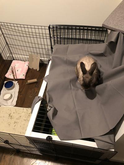On top of her cage, requiring a vertical jump no arthritic bunny can make