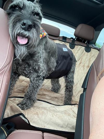 Soon as the drive starts it's already shifting. Glad I had his belly band in the car as the vet just gave him sub q fluids which makes him pee a lot.