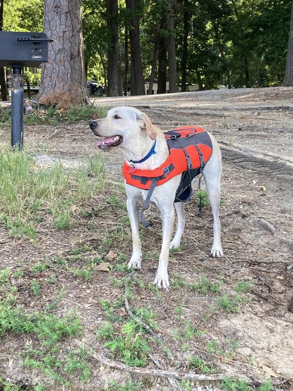 FRISCO Ripstop Dog Life Jacket, Orange, Large - Chewy.com