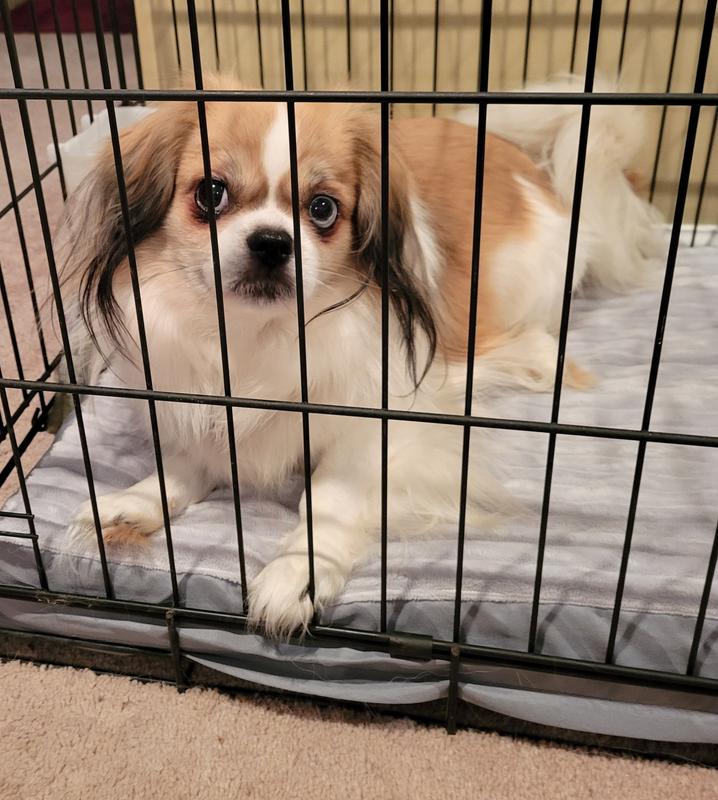 Gunny loves it in his bedtime crate.