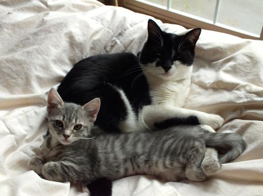 Batman (Tuxedo) & Baby Blue (Blue Tabby)