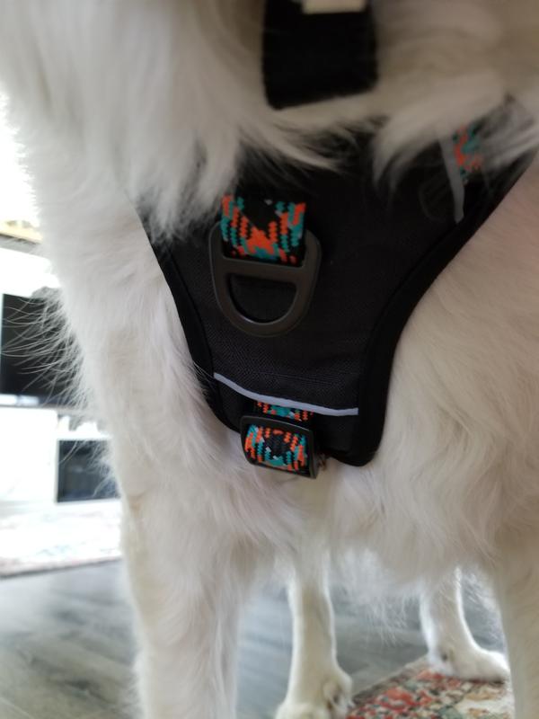 Front ring for attaching leash