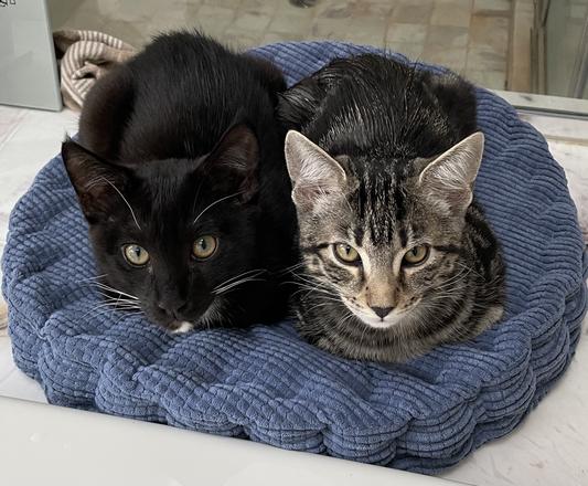 happy kitens
