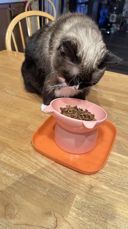 Happy to have her Purina Cat Chow Compkete back