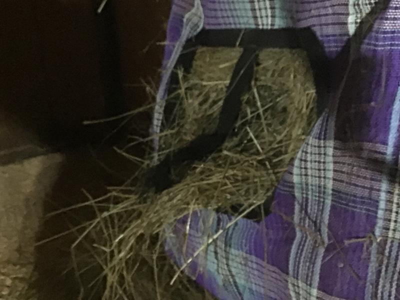 Didn’t last the first meal!