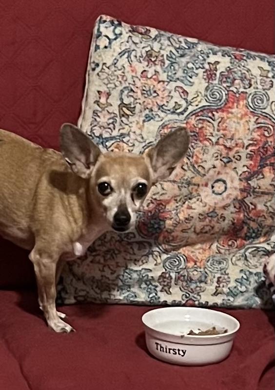 Lexi trying her new food, LiveLong