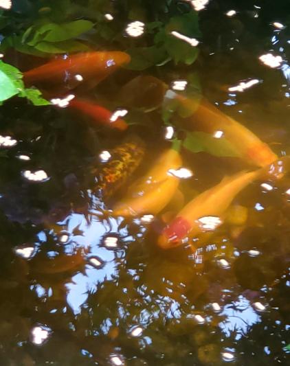 Tetra Pond Goldfish Mix 4L / 560g - Complete Food Blend For Koi