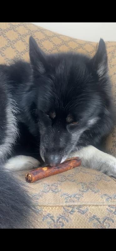 My dog lays head by chew, disinterested