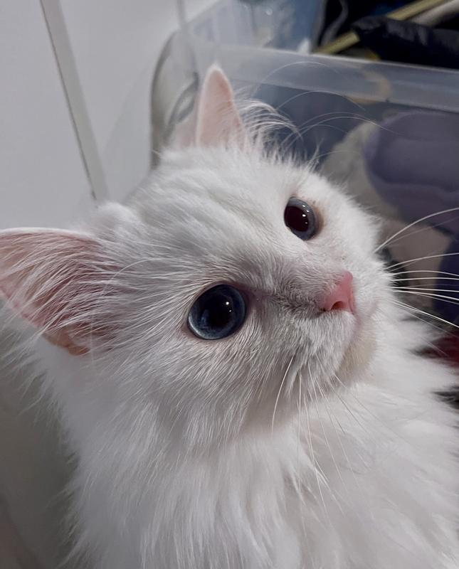 Immediately after one application