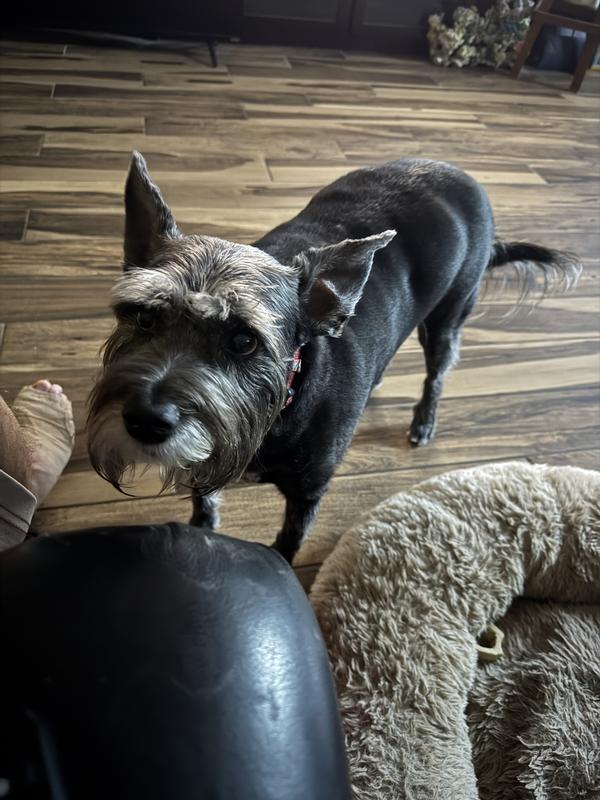 Lone survivor out of 4 fur babies from house fire