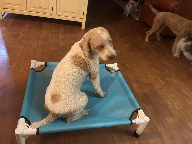 Sheldon and Brick try to get on the cot together.