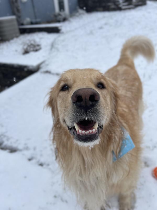 Happy Golden Potato