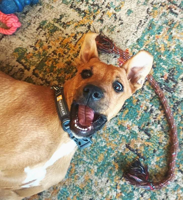 Roscoe!