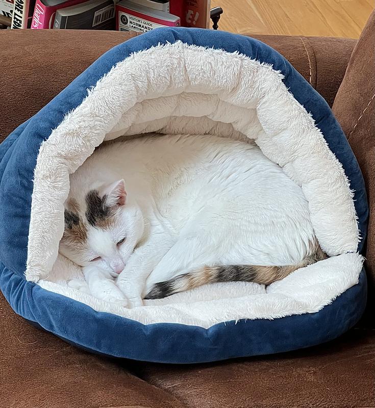 Kimba loves her new bed!