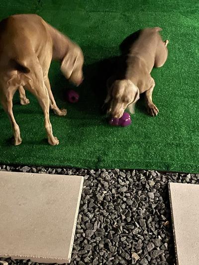 PetSafe Busy Buddy Squirrel Dude Treat Dispenser Tough Dog Chew Toy