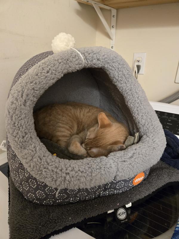 Frankie taking a mid-morning nap