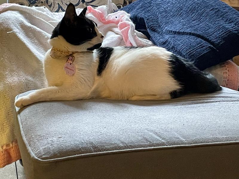 Happy cat with lovely tag