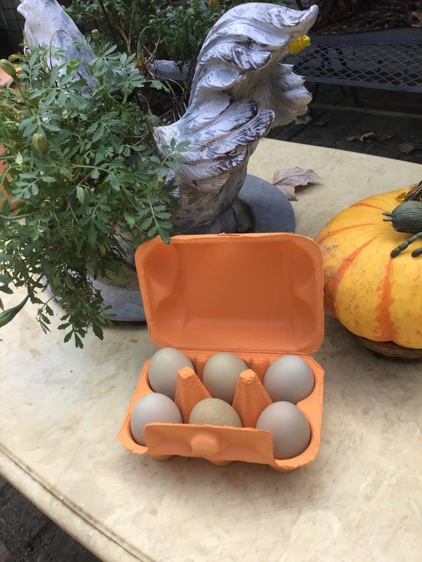 Love the Easter eggers in the brightly colored carton