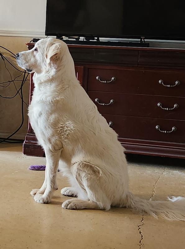 BLUE BUFFALO Health Bars Baked with Pumpkin & Cinnamon Dog Treats, 16oz