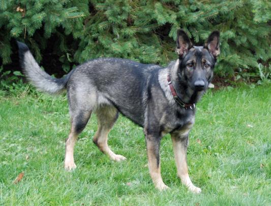 Eukanuba breed outlet specific german shepherd