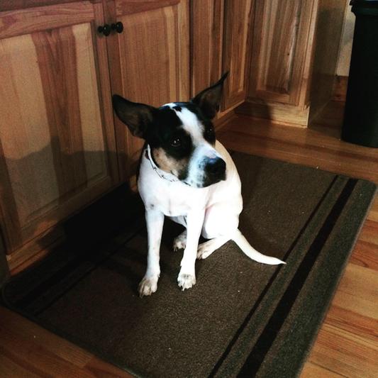 Dixie loves Chewy deliveries