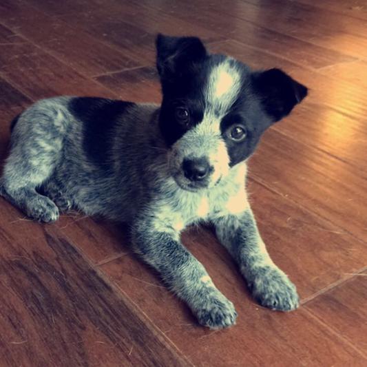 Cookie at 7 weeks
