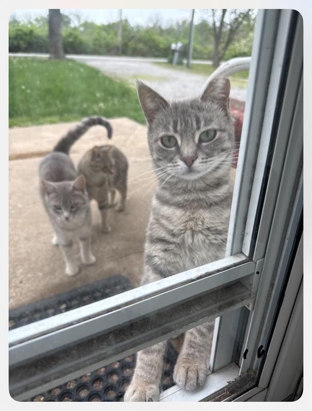 Those are three of my ferals