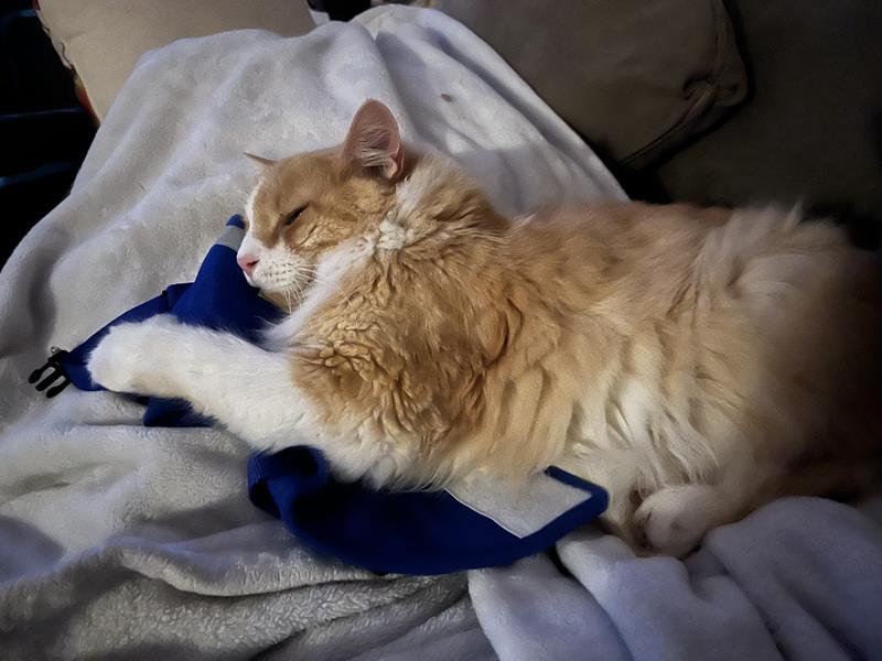 Rico snuggling with his harness