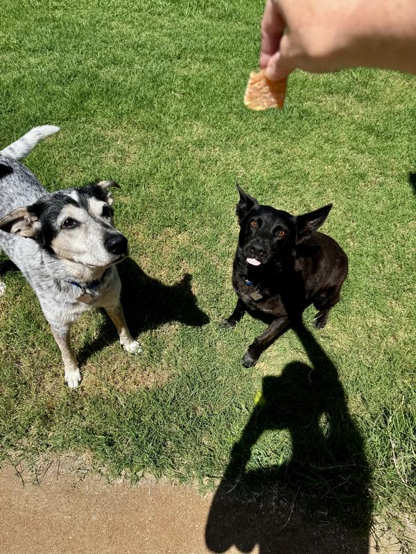 Her rescues eating the treats❤️