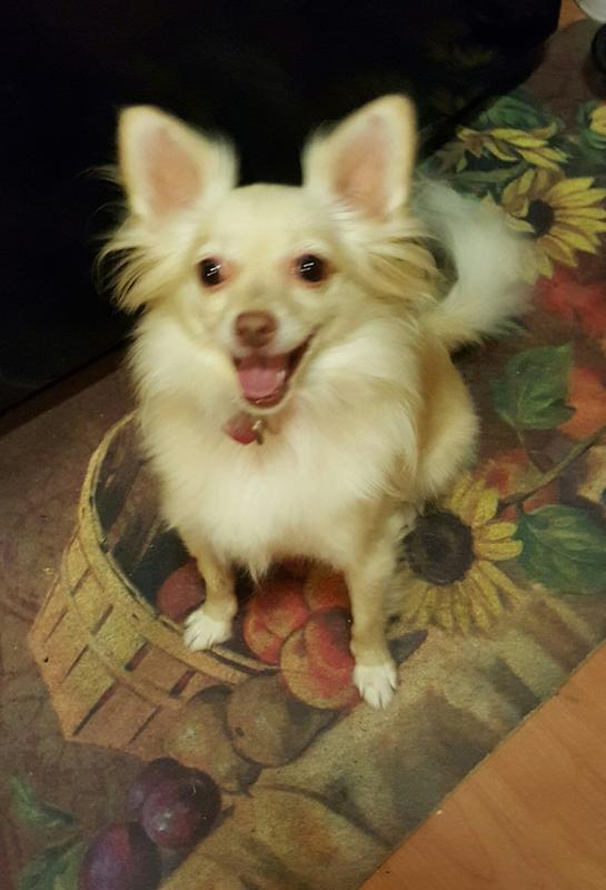 Ms. Trixie a long haired Chihuahua.