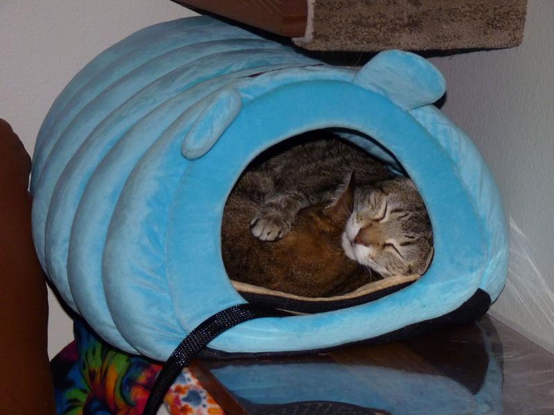 Thermo-Kitty Mat inside the tube bed