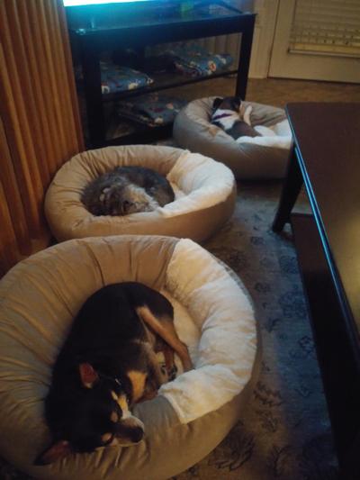 Let sleeping dogs lie on this comfy-cozy bed!
