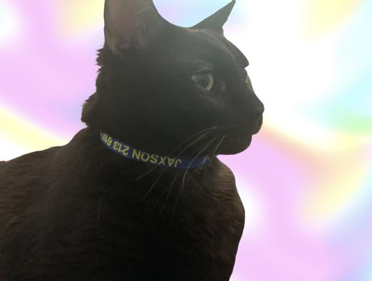 Breakaway Cat Collars  Safe Cat Collars with Bell – GoTags