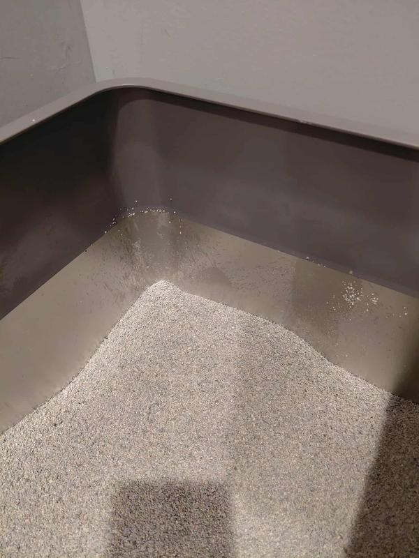 I love how high the walls are! Jasper has a tendency to pee over the walls.