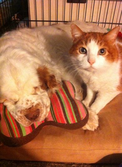 Easy resting with Annabelle, Therapy Dog and nap partner with Esau.