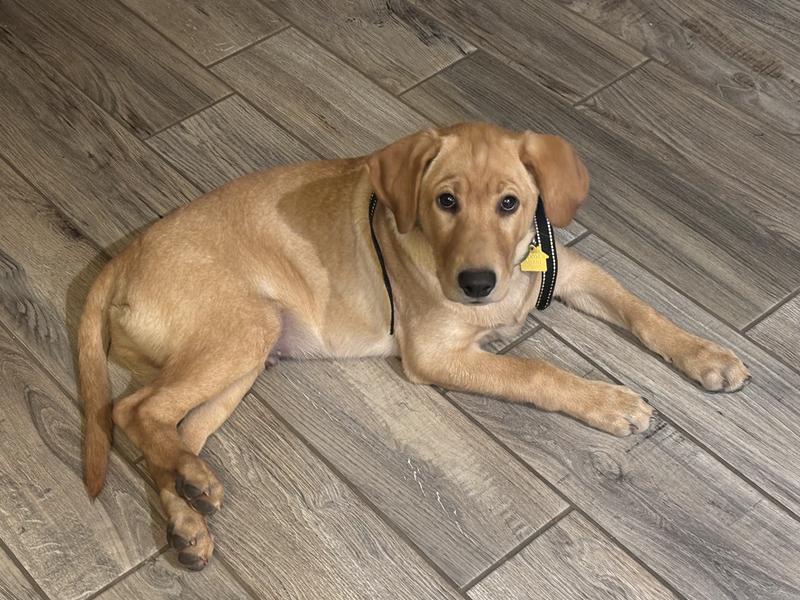 Ol’ Red after having his tooth brush