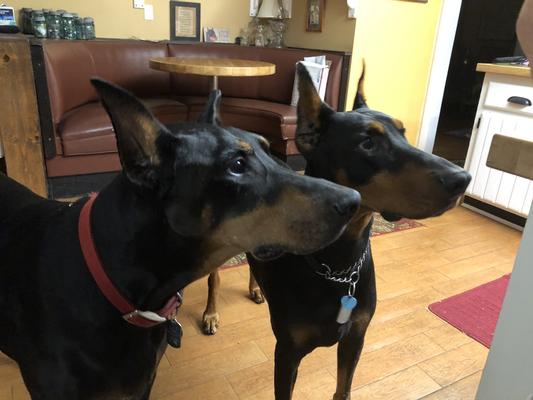 Tank & Gunner Watching a Chewy Box